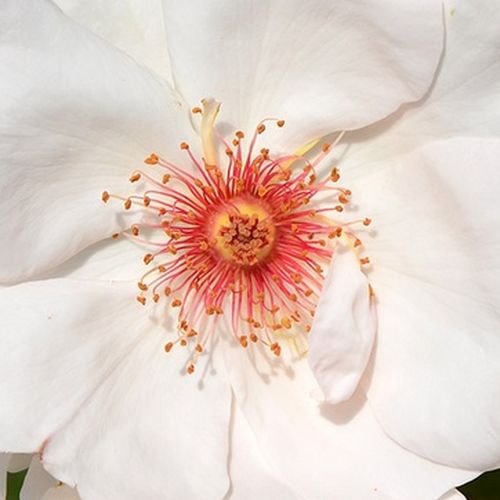 Online rózsa kertészet - virágágyi floribunda rózsa - fehér - Rosa Jacqueline du Pré™ - intenzív illatú rózsa - Harkness & Co. Ltd - Elhúzódó virágzási idejű, erősen gyümölcsös illatú rózsa.